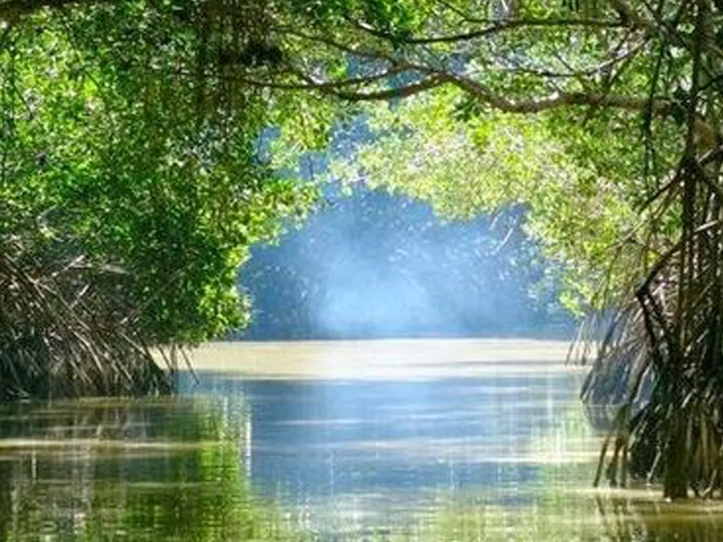 Pemandangan Mangrove Sei Carang Tanjungpinang dengan jembatan kayu dan hutan bakau alami, destinasi ekowisata yang dapat dikunjungi menggunakan layanan sewa mobil ke Mangrove Sei Carang dari ARJ Rentcar